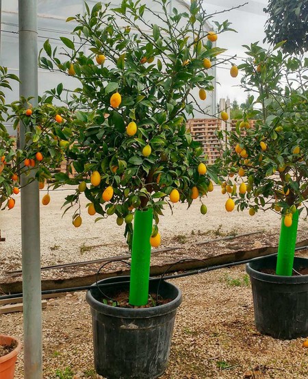 naranja