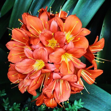 Las suculentas están bien, pero hay una alternativa mejor: la planta de flores naranjas ideal para pisos pequeños con poca luz 