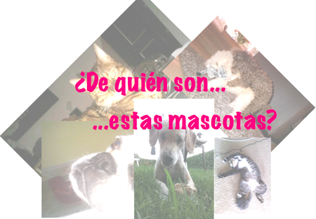Adivina de quién... son estas mascotas