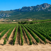 Eran algunas de las marcas más icónicas del vino de Rioja. Una subasta las ha dejado en manos del gigante de Valdepeñas