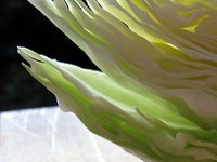 Verduras en la alimentación infantil: a partir de los 12 meses (II)