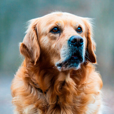 La Ley de Bienestar Animal prohíbe a los propietarios de perros y gatos someterlos a trabajos inadecuados o excesivos en tiempo o intensidad 