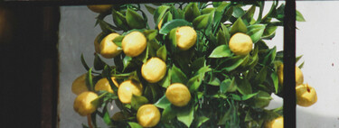 Cómo cuidar un limonero cultivado en maceta sin renunciar a que nos dé limones