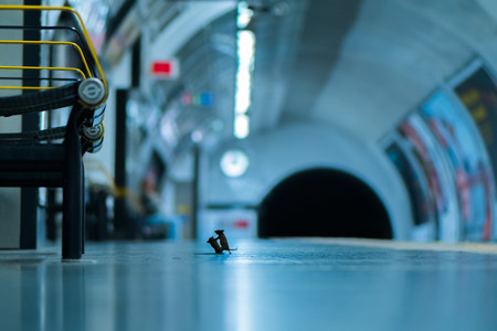 La curiosa foto de dos ratones peleando en el metro de Londres gana el premio del público del Wildlife Photographer of the Year
