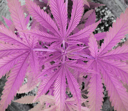 El consumo de marihuana reduce la fertilidad