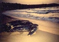 Tortugas gigantes y turistas conviven en las playas de Puerto Rico