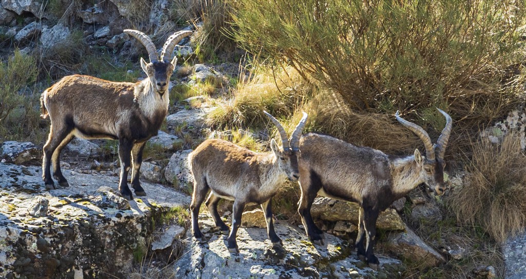 Se buscan voluntarios para vivir gratis en un refugio de la Sierra de Gredos a cambio de trabajar 24 horas semanales cuidando animales abandonados