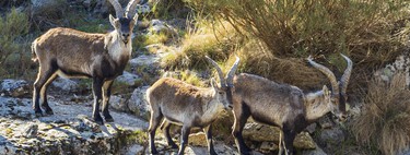 Se buscan voluntarios para vivir gratis en un refugio de la Sierra de Gredos a cambio de trabajar 24 horas semanales cuidando animales abandonados 