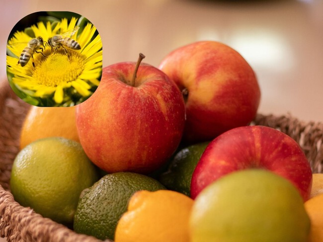 Abejas en manzanas
