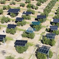 Una aceitera de Jaén coloca más de 5.150 placas solares a más de cuatro metros de altura sobre un olivar en producción para que la cosechadora pueda seguir pasando por debajo 