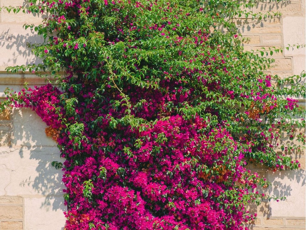 Siete plantas trepadoras perfectas para espacios reducidos
