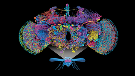 Cartografían el cerebro completo de la mosca de la fruta