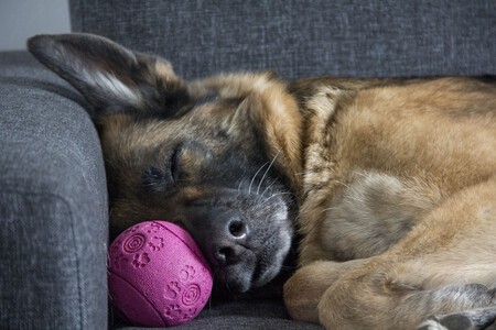 Alquiler Un Piso Por Tener Mascotas Lau Proteccion Animal2