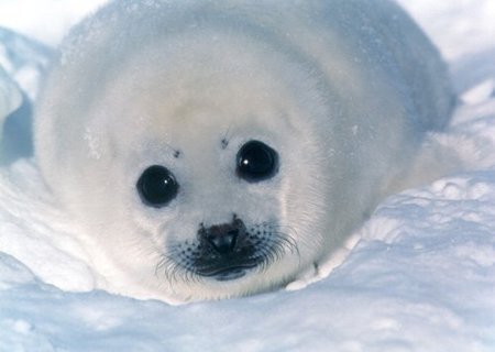 Resultado de imagen de foca leopardo bebe