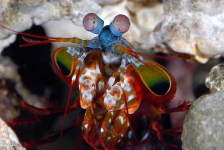 Los ojos más sofisticados de un animal no son los que crees