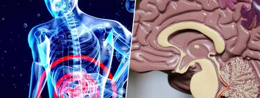 O corpo alerta para o Alzheimer muito antes do cérebro; a pista está no intestino 