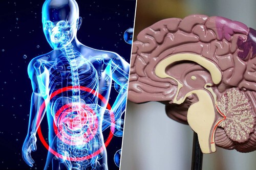 Pesquisas apontam ligação entre as bactérias do nosso intestino e o cérebro | Imagem: Robina Weermeijer Julien Tromeur