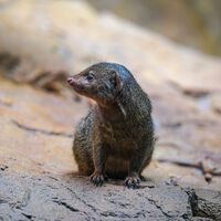 O código das pegadas: como cientistas agora identificam espécies "invisíveis" sem usar DNA