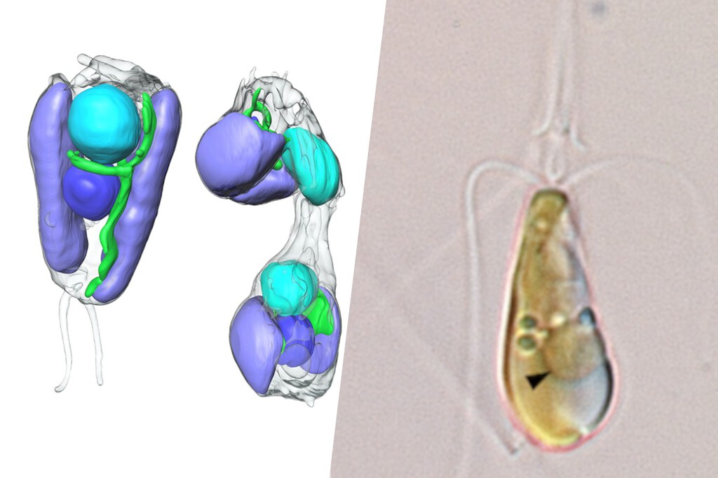 Esto es una ex-bacteria. Unos científicos acaban de descubrir cómo un alga integra a otra célula menor