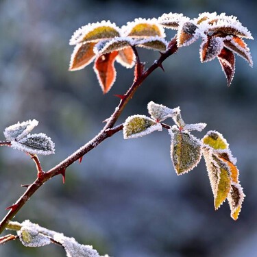 La planta que llena de flores tu casa aunque sea invierno y haga un frío de muerte 