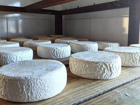 Curacion Del Queso En Distintos Quesos Minas Gerais