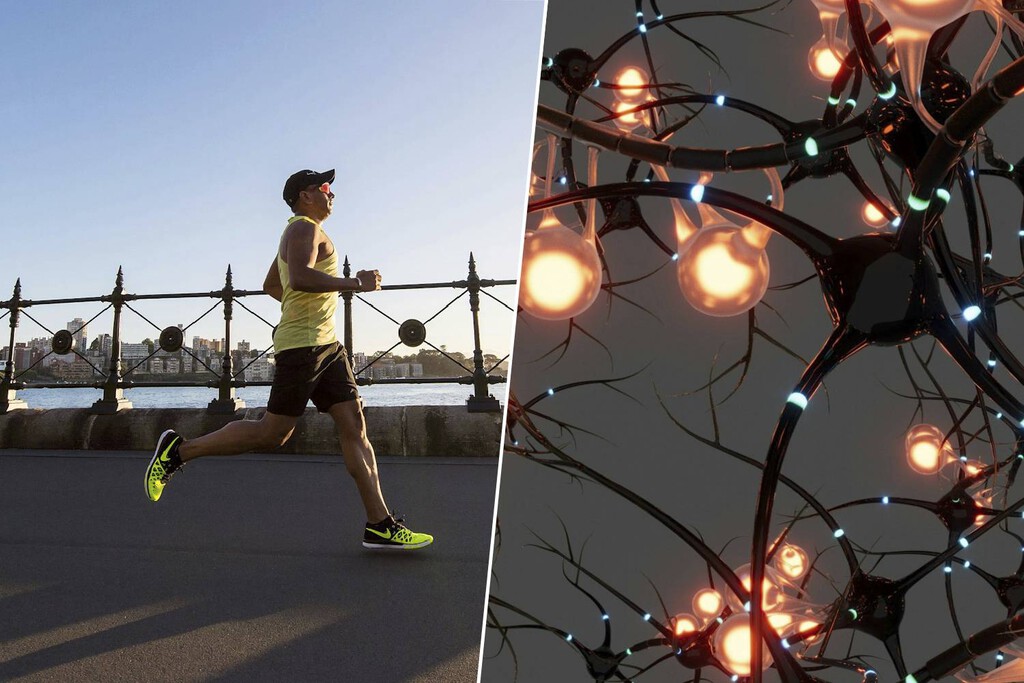 La ciencia ya sabe cuál es la mejor "gasolina" para crear nuevas neuronas: el ejercicio físico