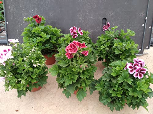 Geranios Pack 6 Plantas Naturales