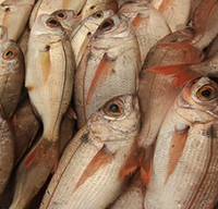 Manzanas y pescado durante el embarazo para prevenir alergias respiratorias
