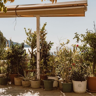 Si tu terraza está a pleno sol, estas son las plantas que mejor resisten el calor de julio y llenarán de color tu exterior hasta el otoño 