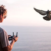 La conspiración de los pájaros robot está a punto de hacerse realidad. Así son los primeros drones que simulan ser palomas