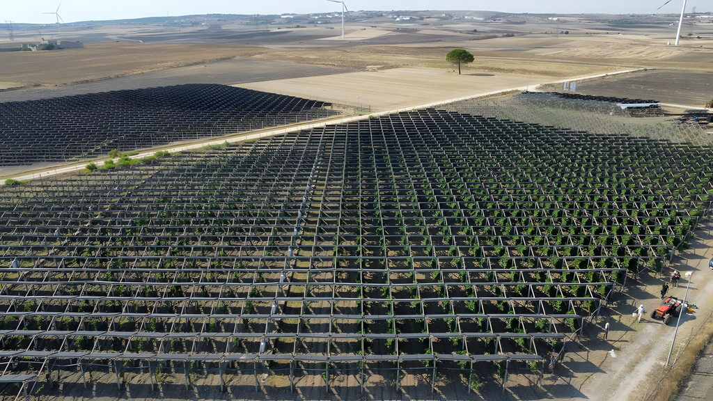 Los paneles solares de esta bodega italiana ahorran en energía, pero también mejoran en algo inesperado: la calidad del vino 