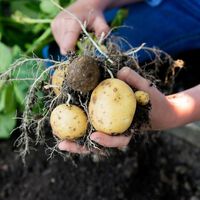 Lidl tiene la solución para cultivar verduras en casa sin necesidad de tener jardín: un mini huerto a muy buen precio 