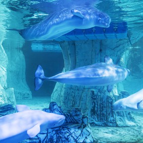 Es caro y está masificado, pero el acuario de Valencia es el único de Europa en el que ver está impresionante especie de cetáceo