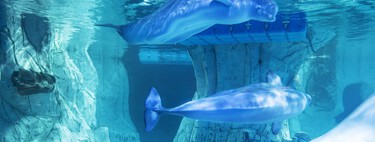 Es caro y está masificado, pero el acuario de Valencia es el único de Europa en el que ver está impresionante especie de cetáceo