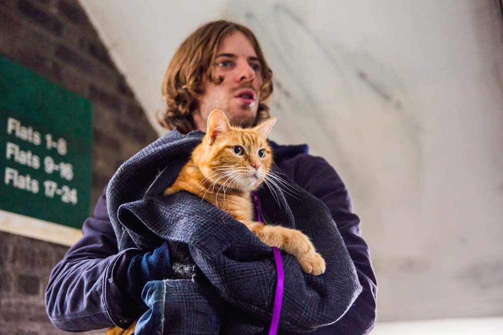  A Street Cat Named Bob Tr iler Y Cartel De La Pel cula Sobre El 