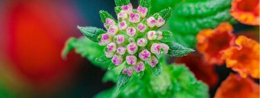 La planta que cambia de color y resiste el calor: la favorita de muchos balcones mediterráneos 