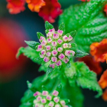 La planta que cambia de color y resiste el calor: la favorita de muchos balcones mediterráneos 