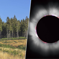 Um estudo diz que as árvores "sentem" eclipses com 14 horas de antecedência — e a explicação é mais simples do que parece 