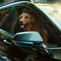 OnStar Pets llega a Colombia: lo que debes saber de este servicio de Chevrolet que extiende la seguridad del auto hasta el bienestar de tu mascota