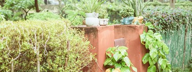 Estas son las plantas que hay que podar en julio para evitar que mueran antes del otoño 