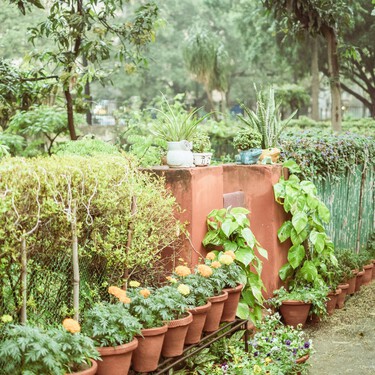 Estas son las plantas que hay que podar en julio para evitar que mueran antes del otoño 