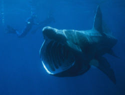 Tiburones en Tarragona