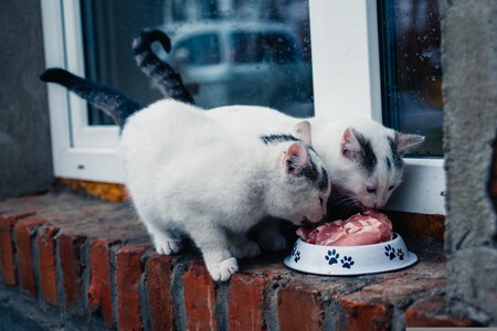 Alimentacion Gatos