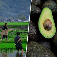 Muy pocos países del mundo se dedican a la producción industrial de aguacates. Ahora se ha sumado uno inesperado: Japón