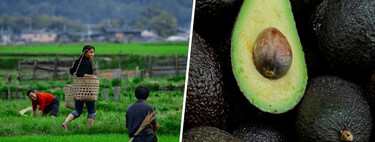 Muy pocos países del mundo se dedican a la producción industrial de aguacates. Ahora se ha sumado uno inesperado: Japón