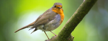 Petirrojos en tu jardín: este simple ingrediente los atrae 