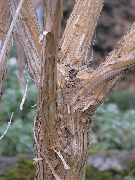 Heptacodium Miconoides5