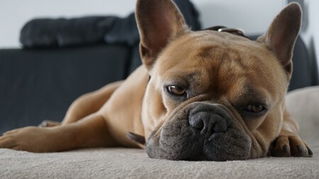 Perros Sentimientos Emociones 1