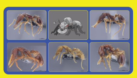 Científicos japoneses se han propuesto nombrar nuevas especies de hormigas con nombres de Pokémon, y tú puedes ayudar