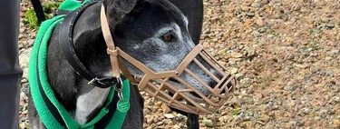 Si tu perro es de alguna de estas 13 razas, debes pasearlo con correa y bozal: evítate multas porque lo dice la ley en Colombia